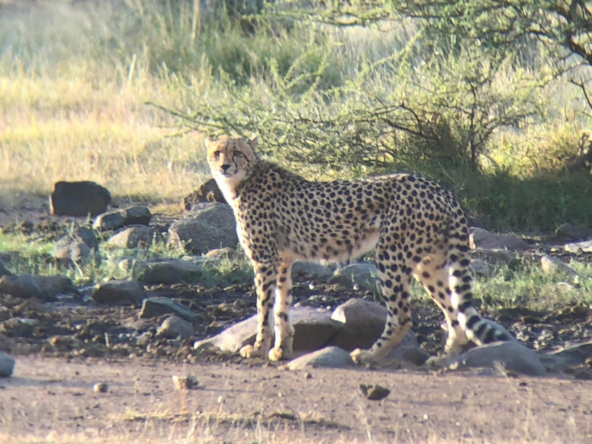 Pangolin Game Lodge - Self Catering, Incl 2 Game Drives Per Day Matlhagame Exterior foto