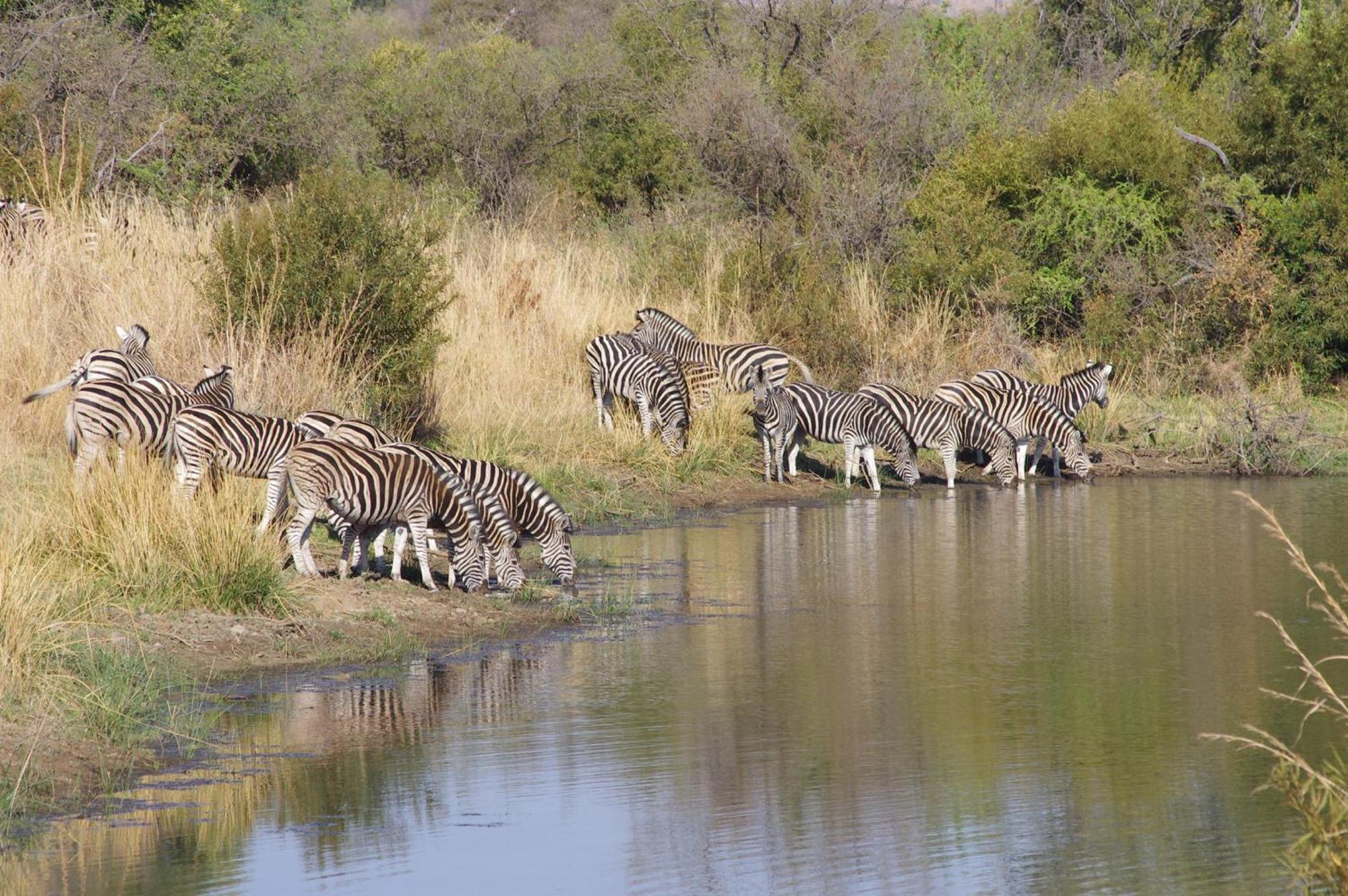 Pangolin Game Lodge - Self Catering, Incl 2 Game Drives Per Day Matlhagame Exterior foto