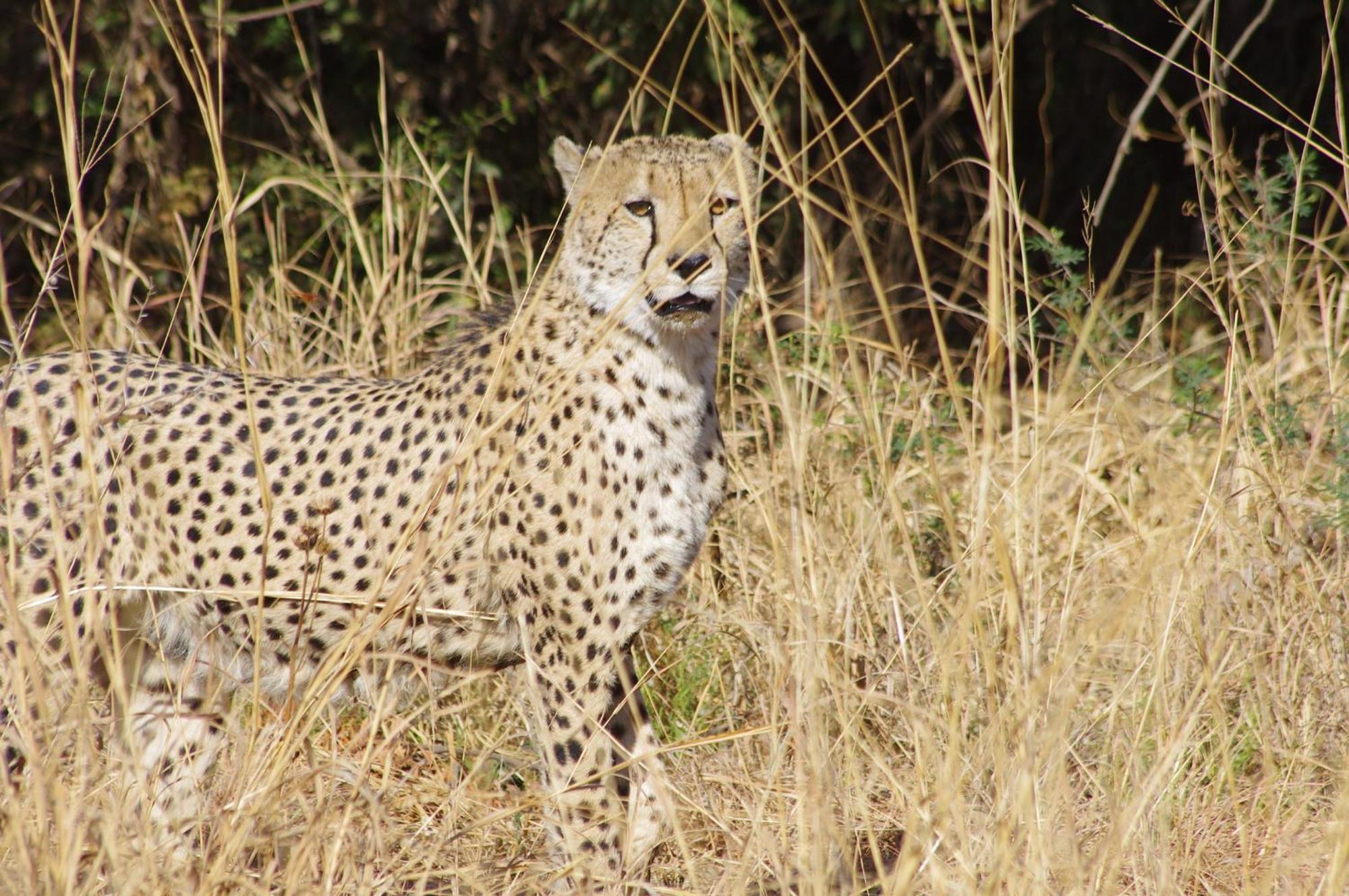 Pangolin Game Lodge - Self Catering, Incl 2 Game Drives Per Day Matlhagame Exterior foto