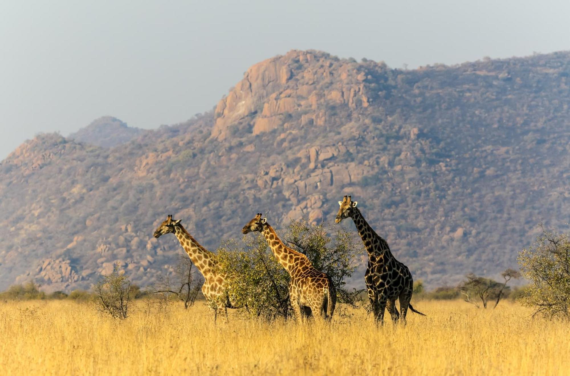 Pangolin Game Lodge - Self Catering, Incl 2 Game Drives Per Day Matlhagame Exterior foto