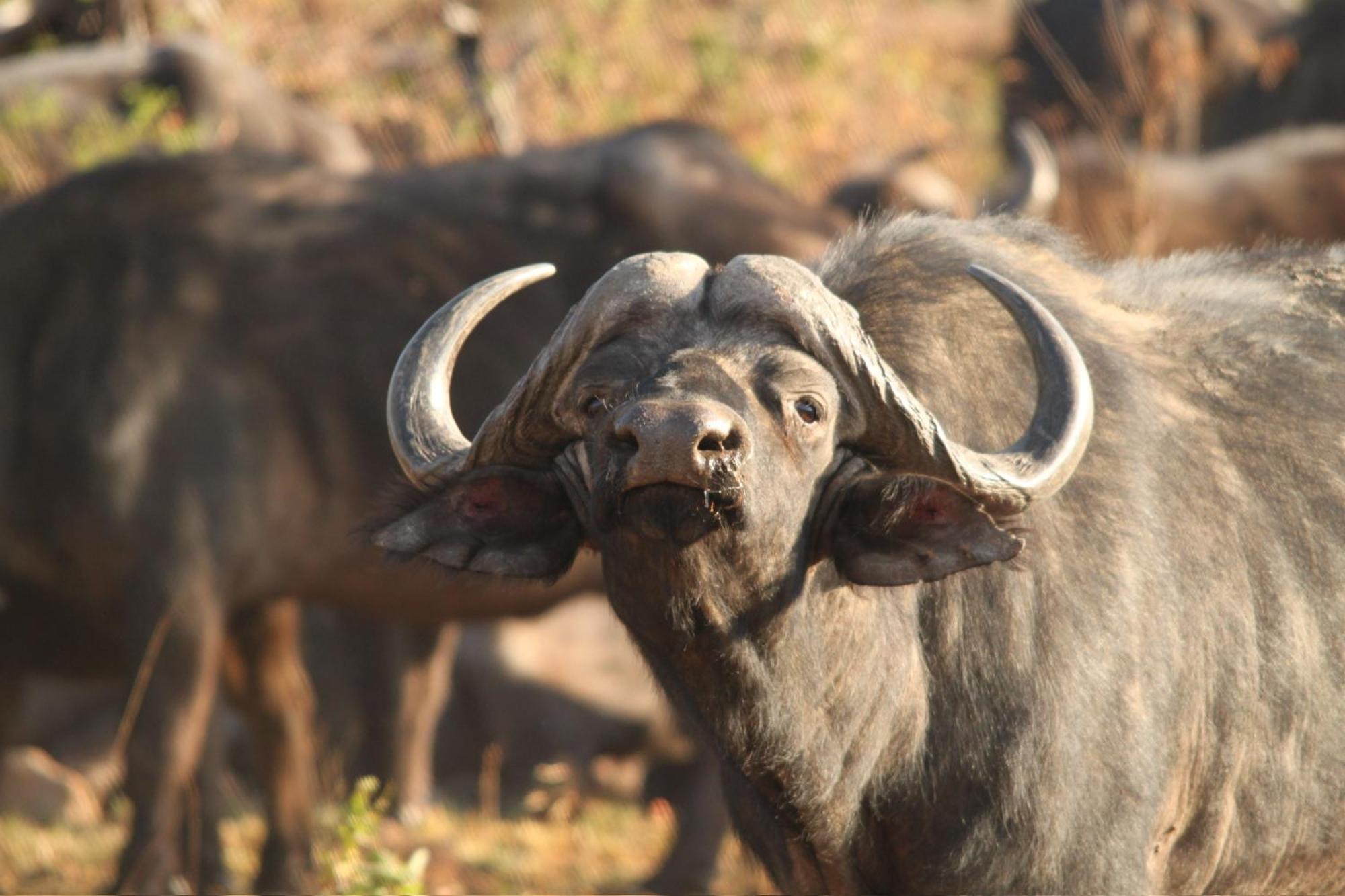 Pangolin Game Lodge - Self Catering, Incl 2 Game Drives Per Day Matlhagame Exterior foto
