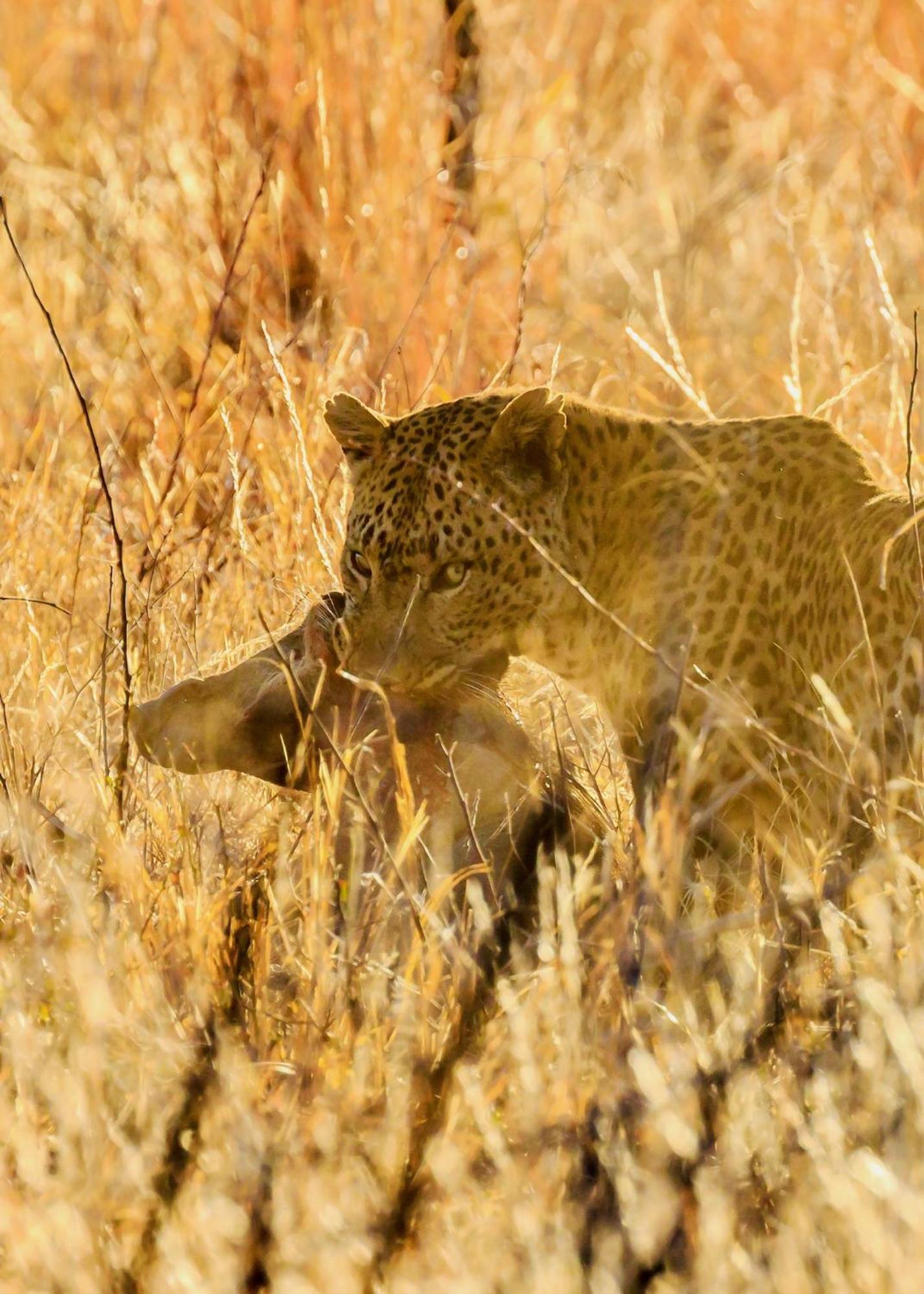 Pangolin Game Lodge - Self Catering, Incl 2 Game Drives Per Day Matlhagame Exterior foto
