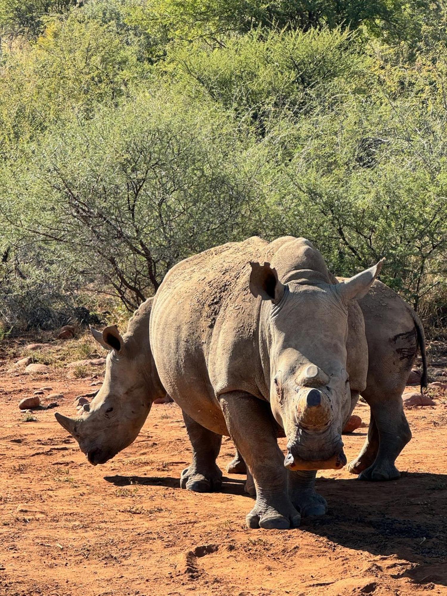 Pangolin Game Lodge - Self Catering, Incl 2 Game Drives Per Day Matlhagame Exterior foto