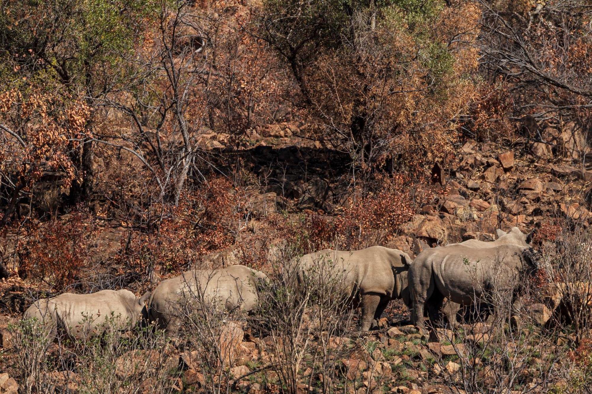 Pangolin Game Lodge - Self Catering, Incl 2 Game Drives Per Day Matlhagame Exterior foto