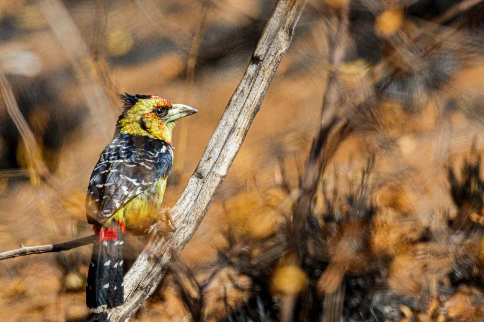 Pangolin Game Lodge - Self Catering, Incl 2 Game Drives Per Day Matlhagame Exterior foto
